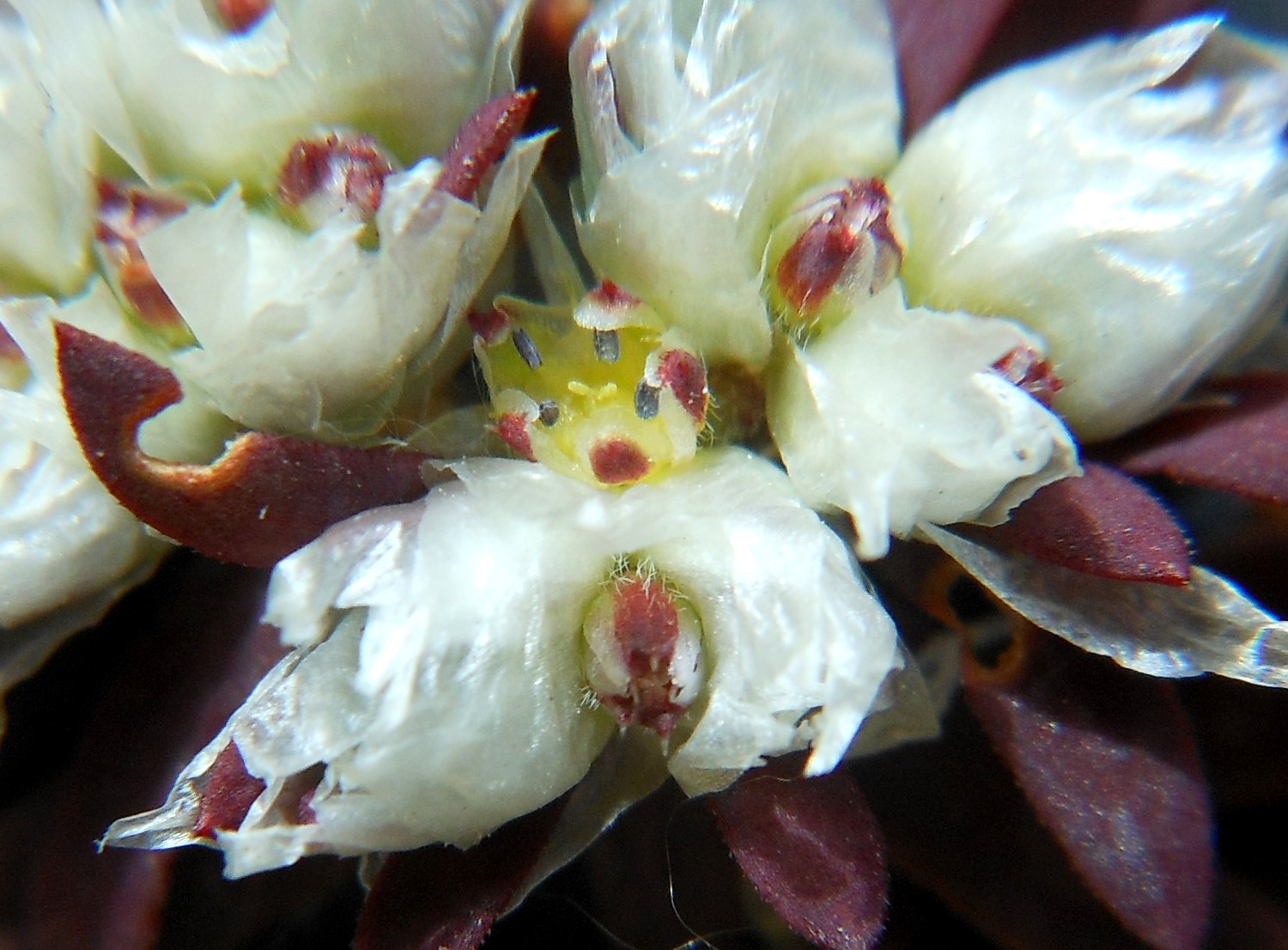 Paronychia argentea / Paronichia argentea